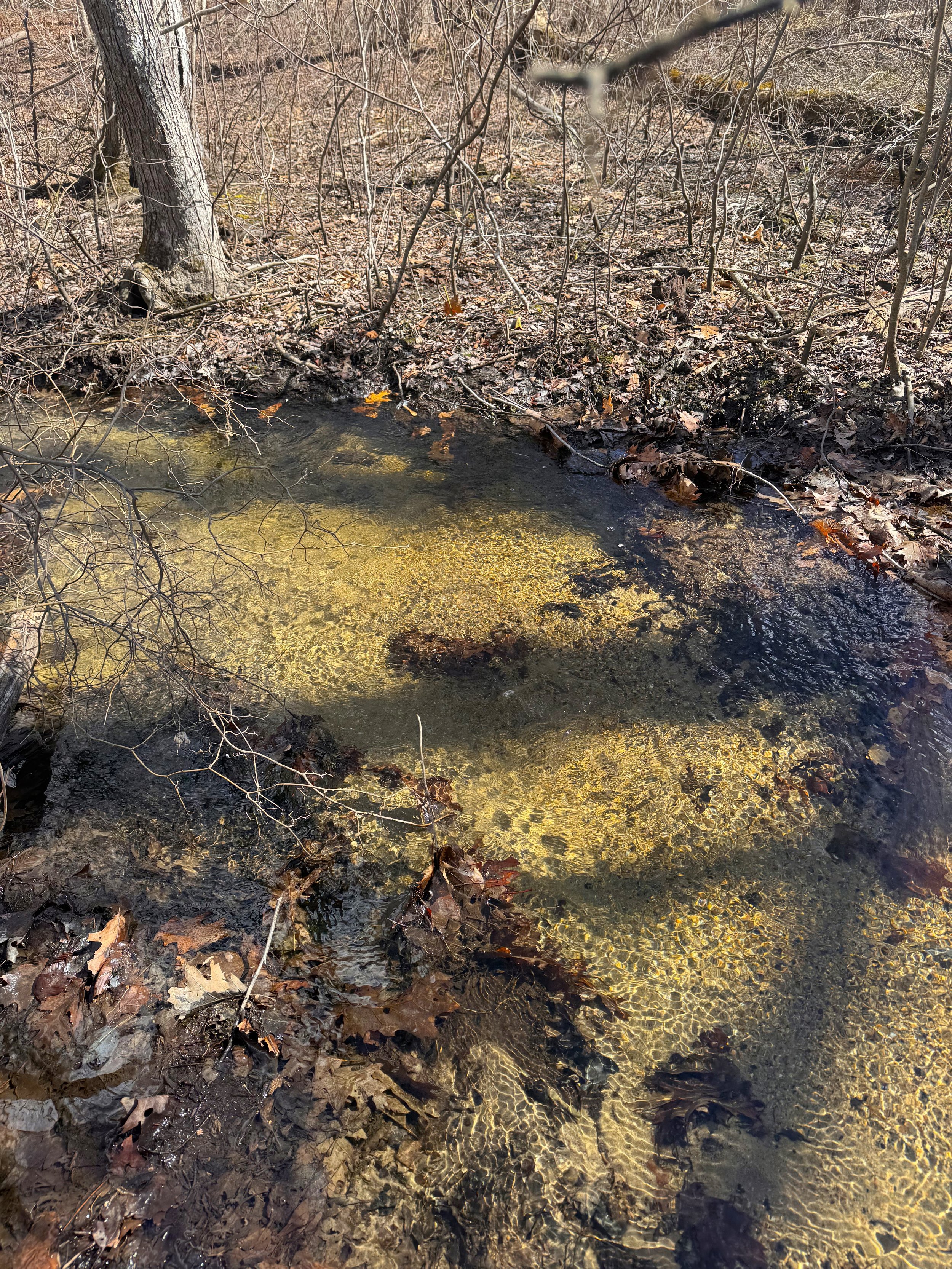 Brook entering beaver impoundment.jpeg