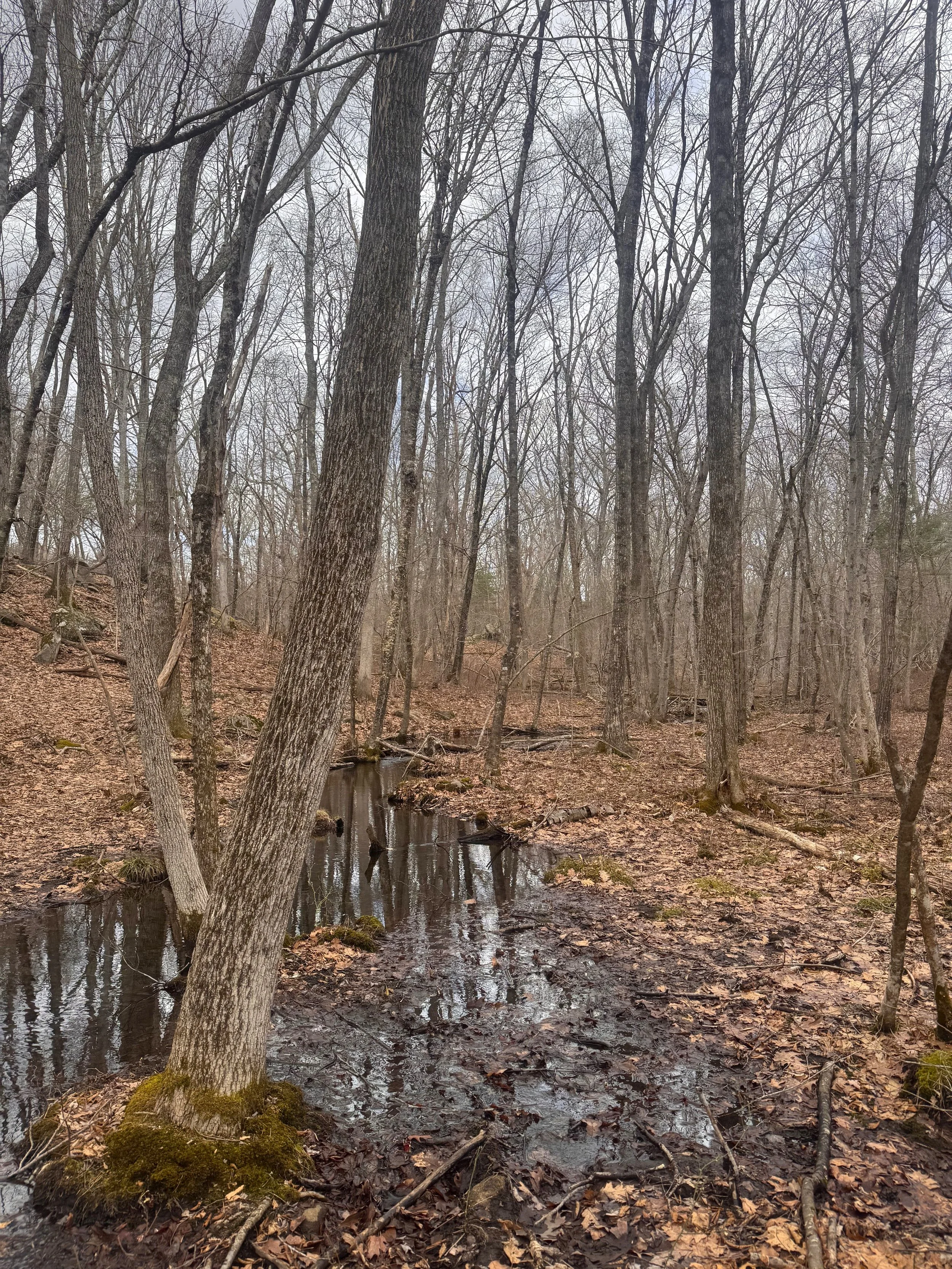Cragan Property Headwaters.jpeg