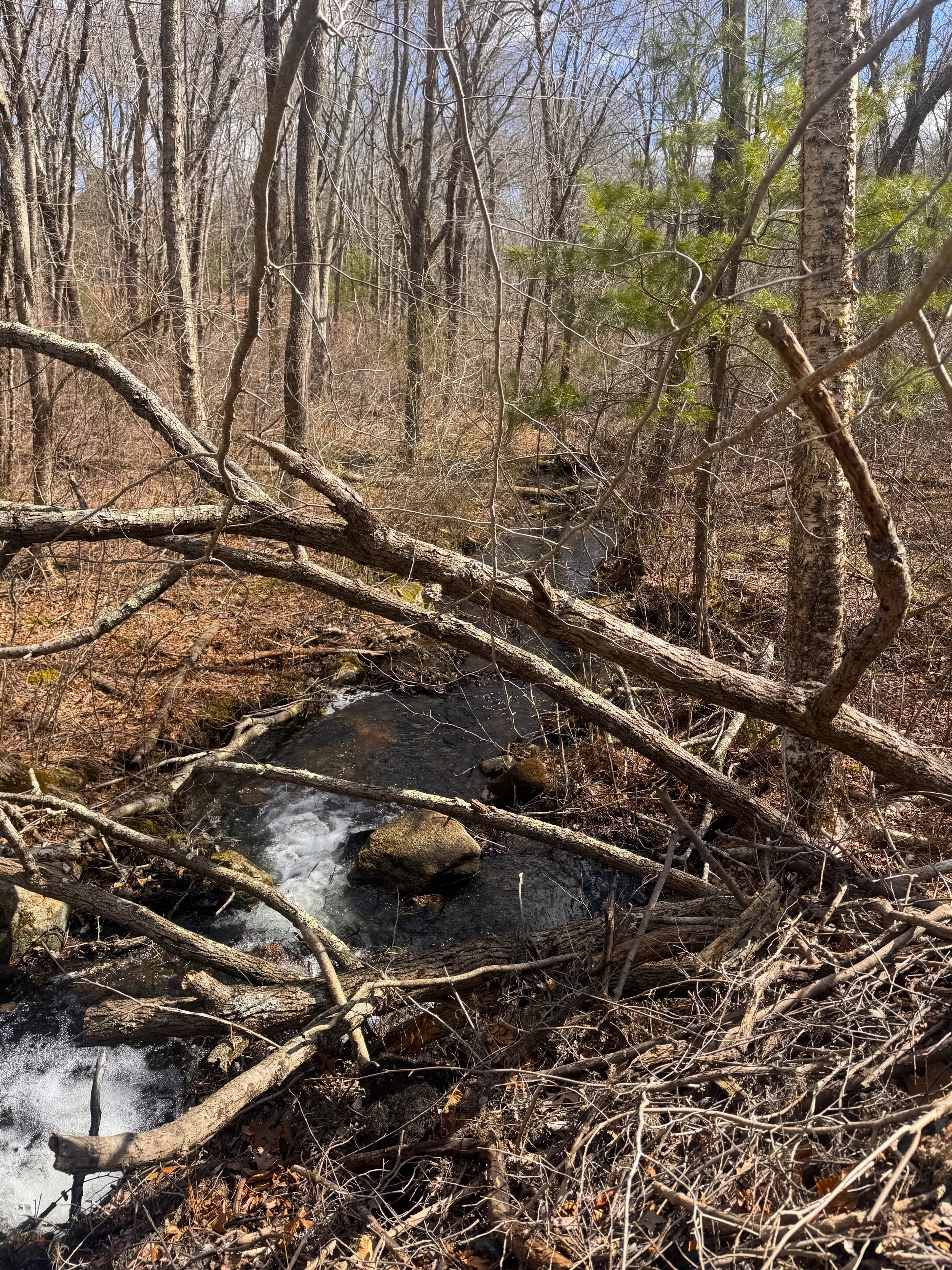 Down stream of beaver dam.jpeg
