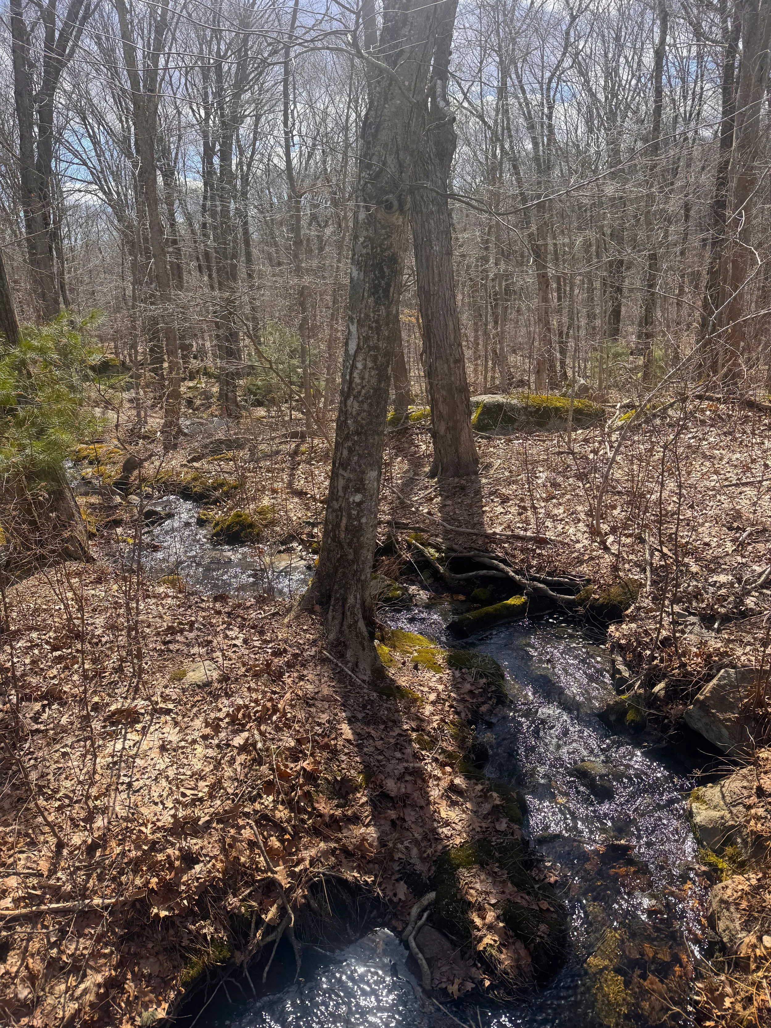 Down Stream Widow Sweets Road.jpeg