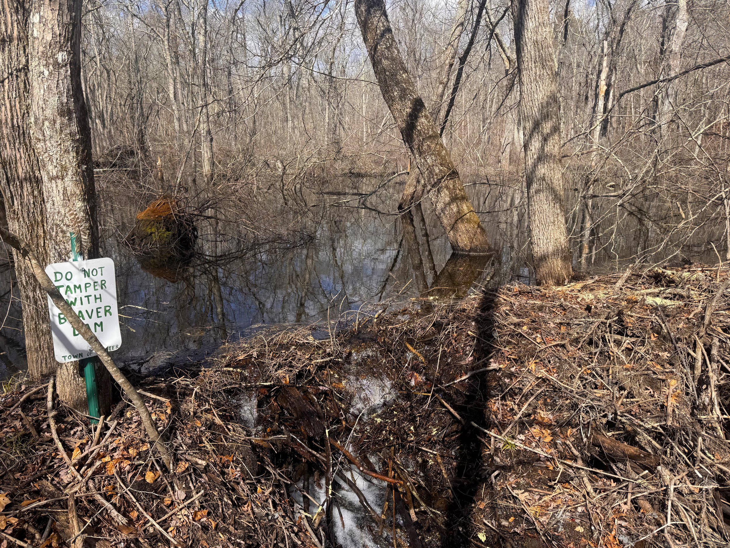 Beaver dam on town Property .jpeg