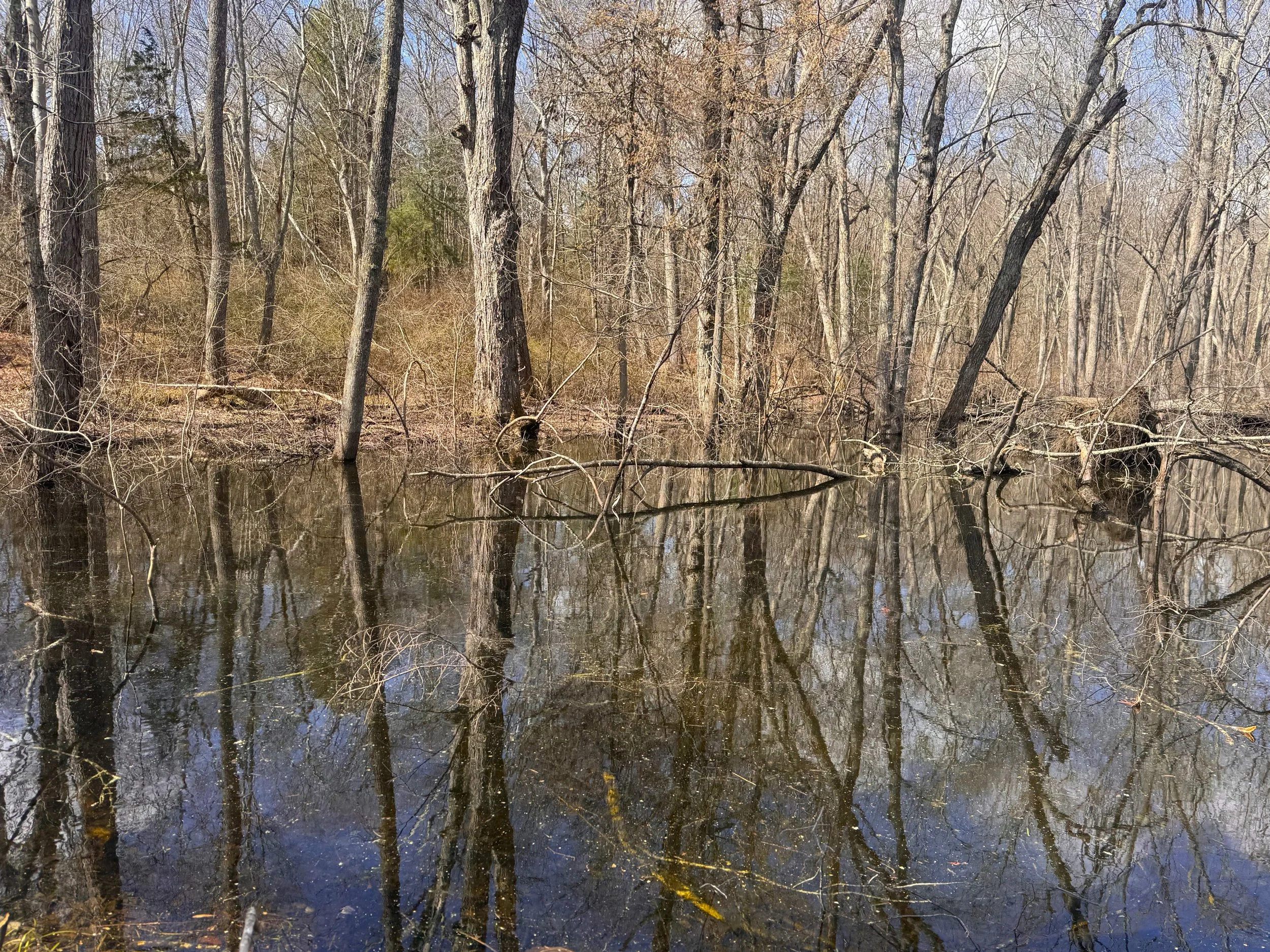 Impounded water from beaver dam.jpeg
