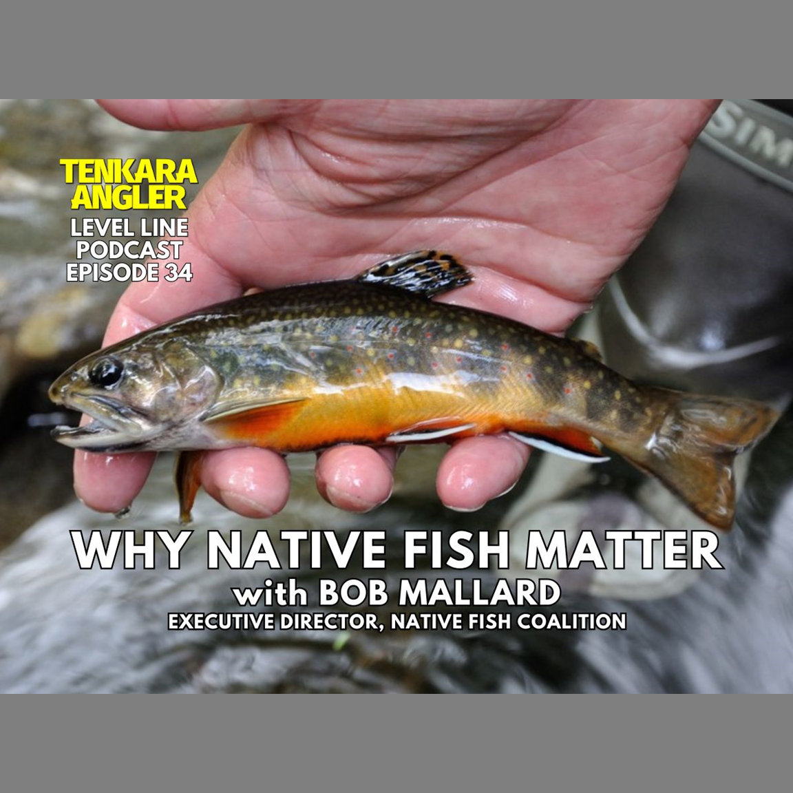 NFC Executive Director Bob Mallard Talks Wild Native Fish with Tenkara Angler...