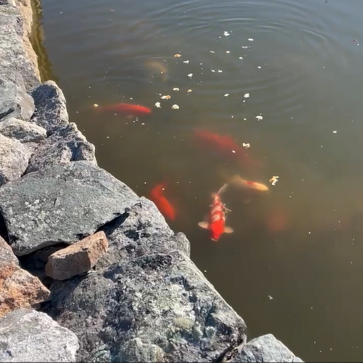 Newton Cemetery and Arboretum Removes Highly Invasive Koi...