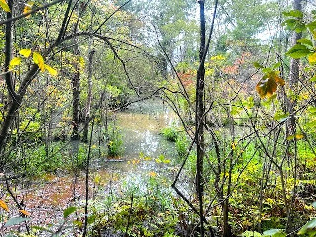 Cold Spring Brook Between Headwaters and Beacon Street.jpeg