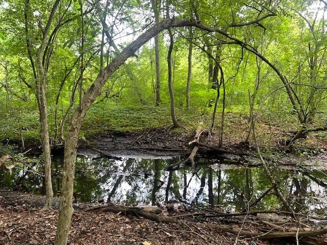 Cold Spring Brook Near Zervas Elementary School.jpeg