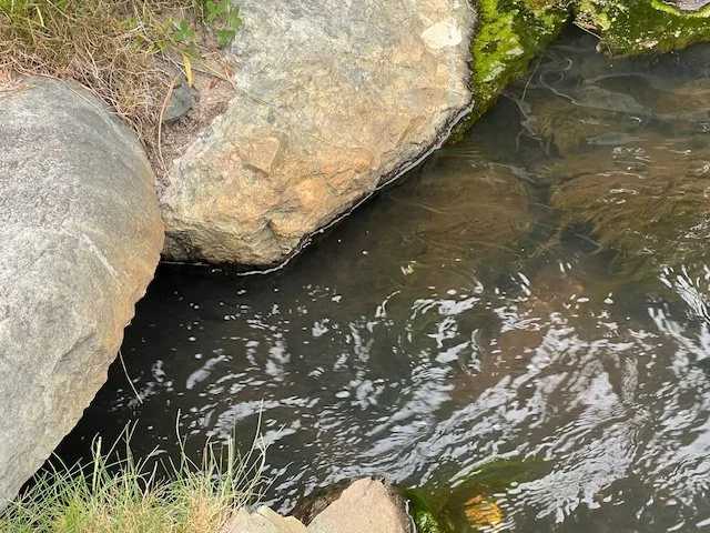 First Cemetery Pond.jpeg