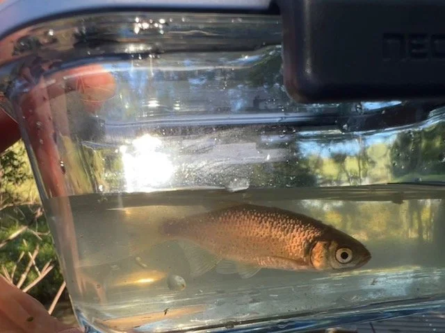FullSizeRender.jpeg