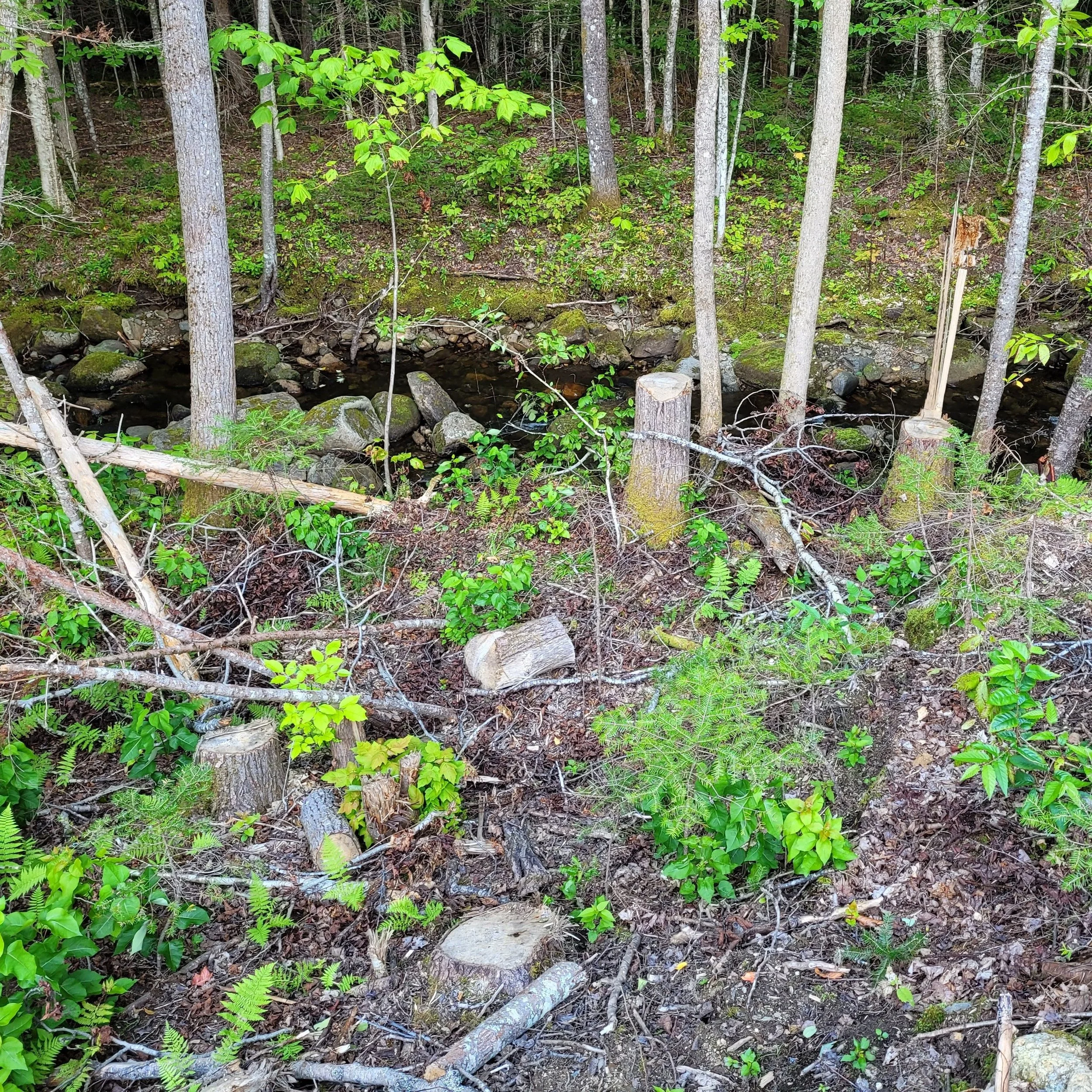 New Hampshire NFC Supports Proposed Fisheries Habitat Fee Increase...