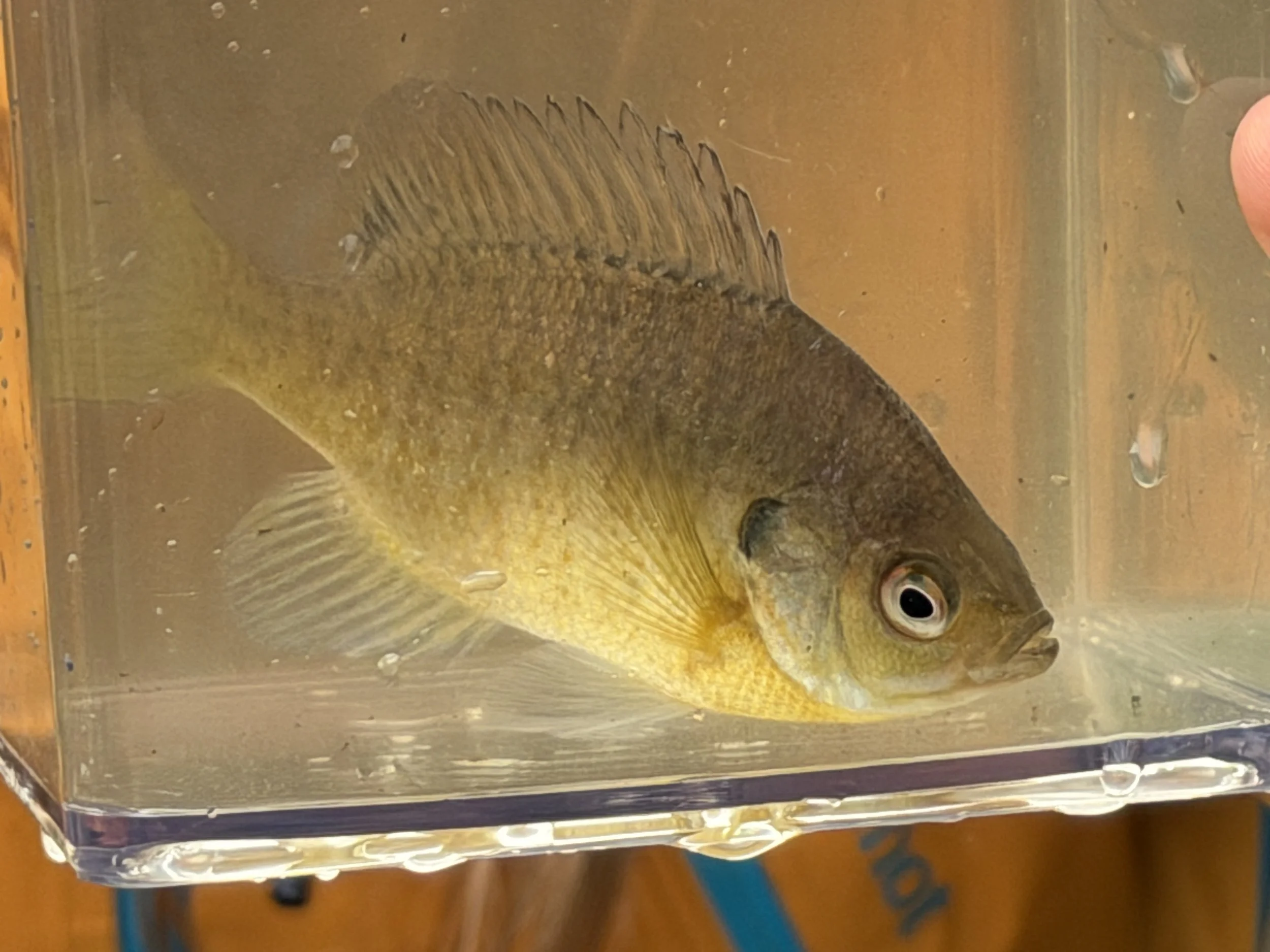 fish closeup k.mallory IMG_3407.JPG