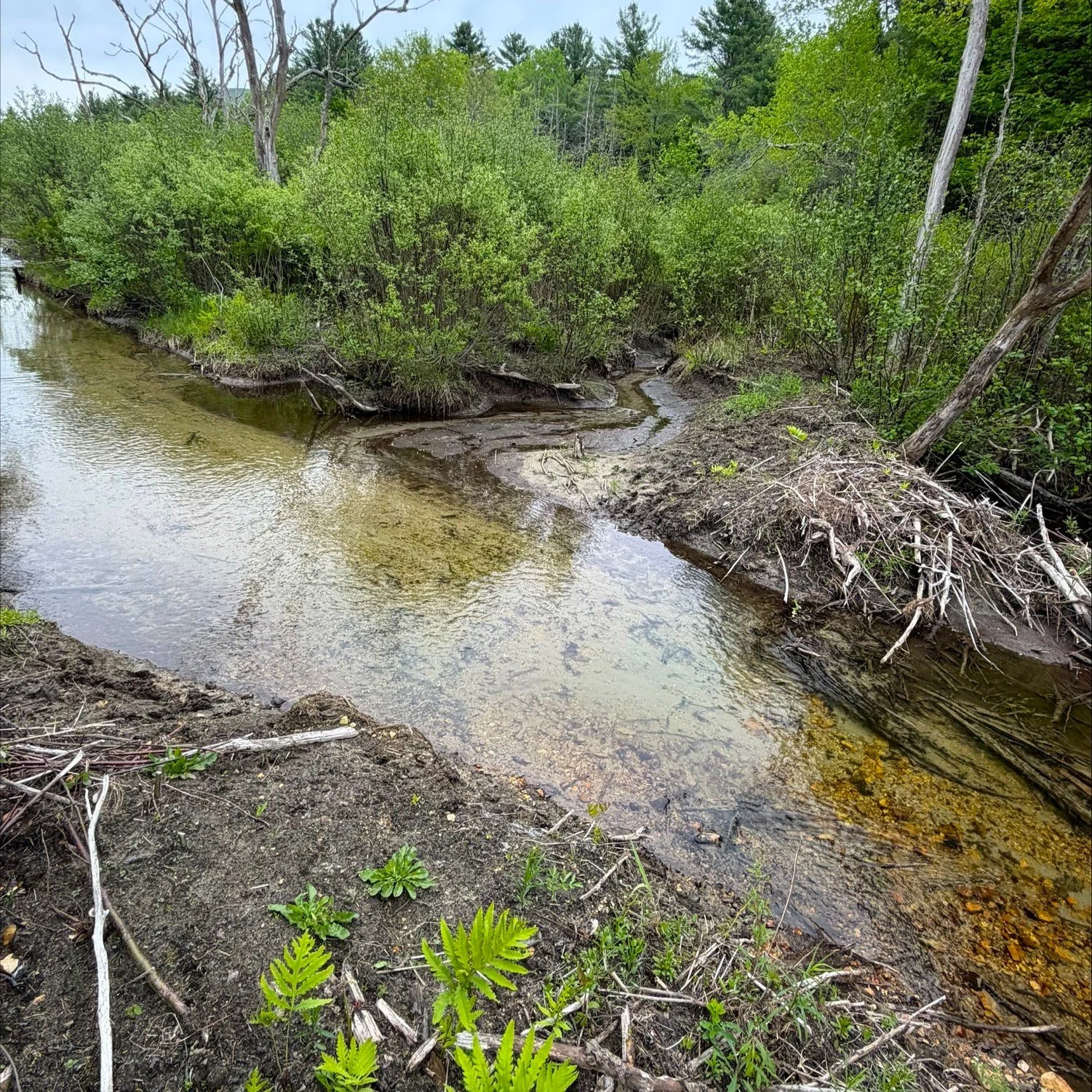 Vermont NFC to Study Native Trout and Nonnative Trout Overlap...