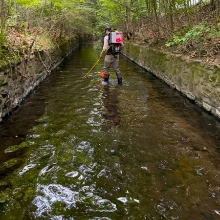 Urban Eels: Cheesecake Brook - Newton, Massachusetts... 