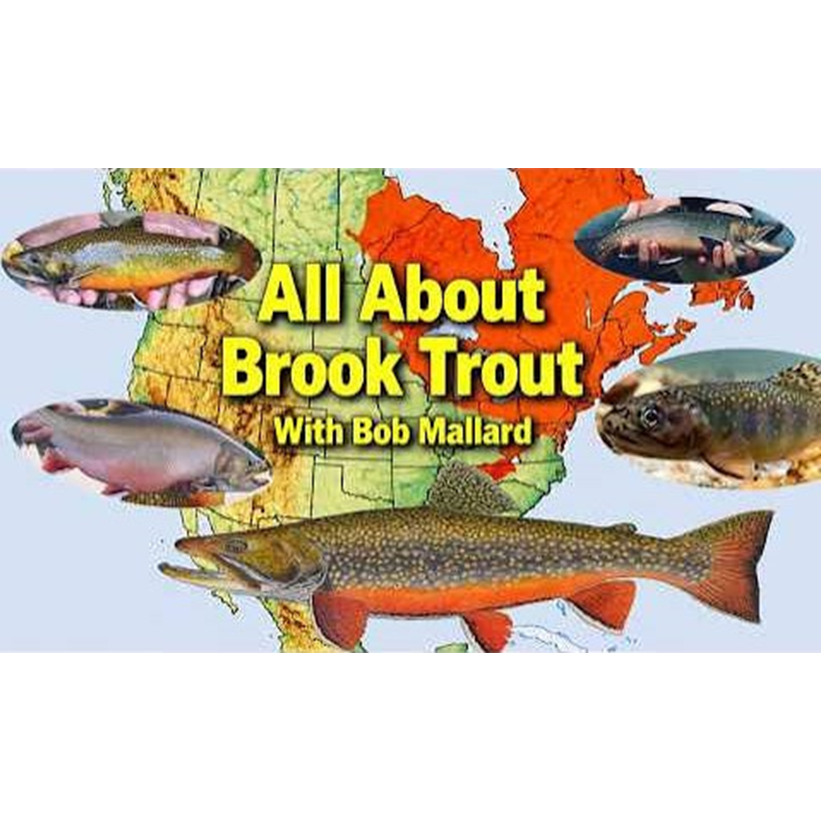 NFC Executive Director Bob Mallard Talks Brook trout with The Angler's Destination...