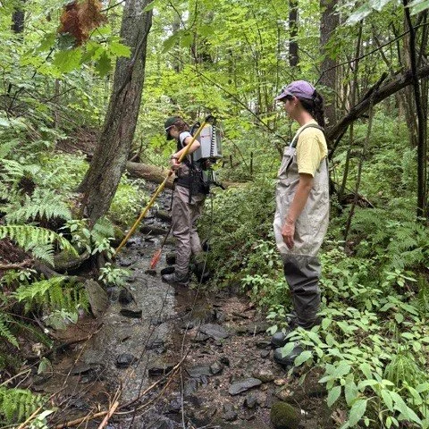 MA NFC Looks at Small Brook Trout Stream for Possible Holistic Assessment...