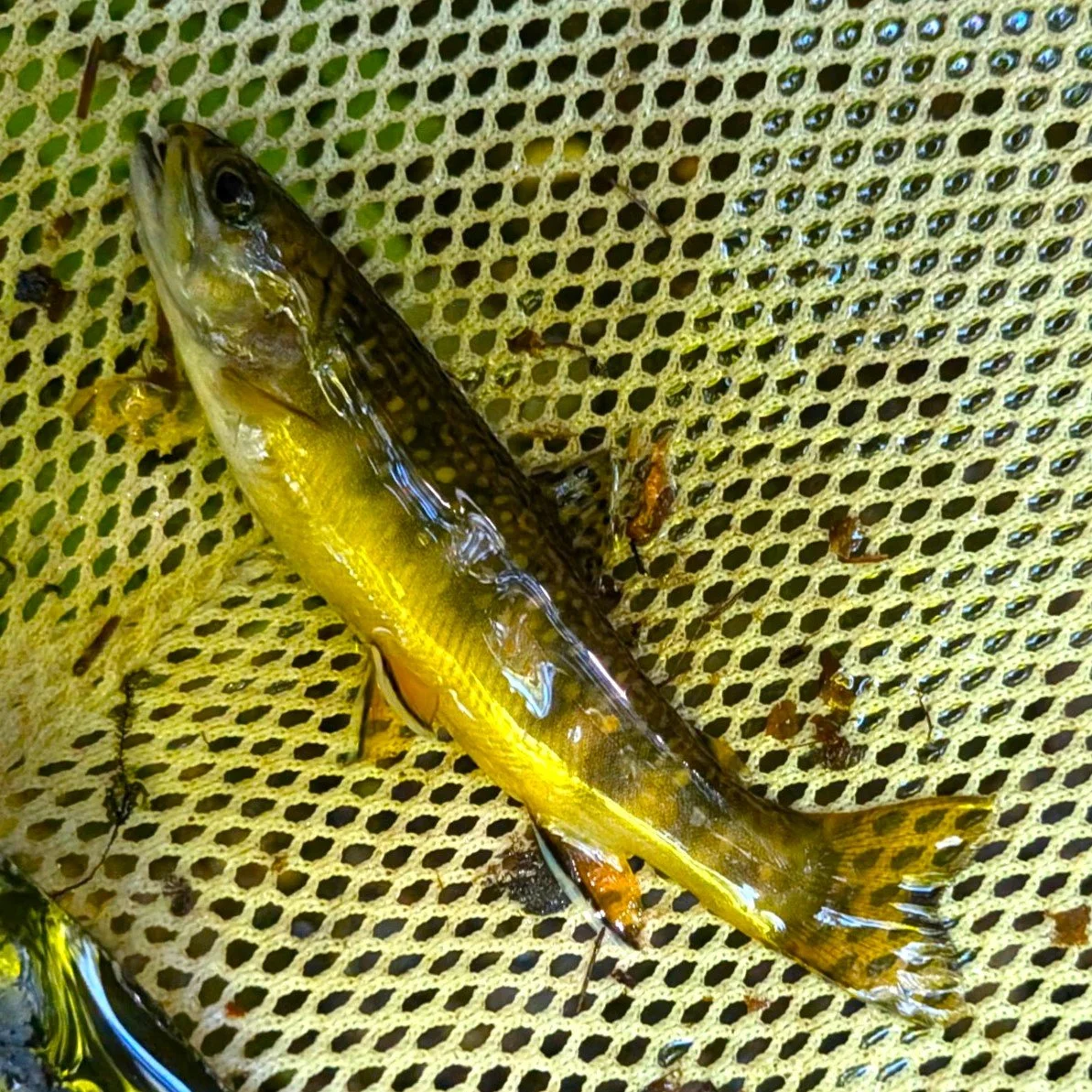 NH NFC Assists with E-Fishing in Beebe River Watershed...