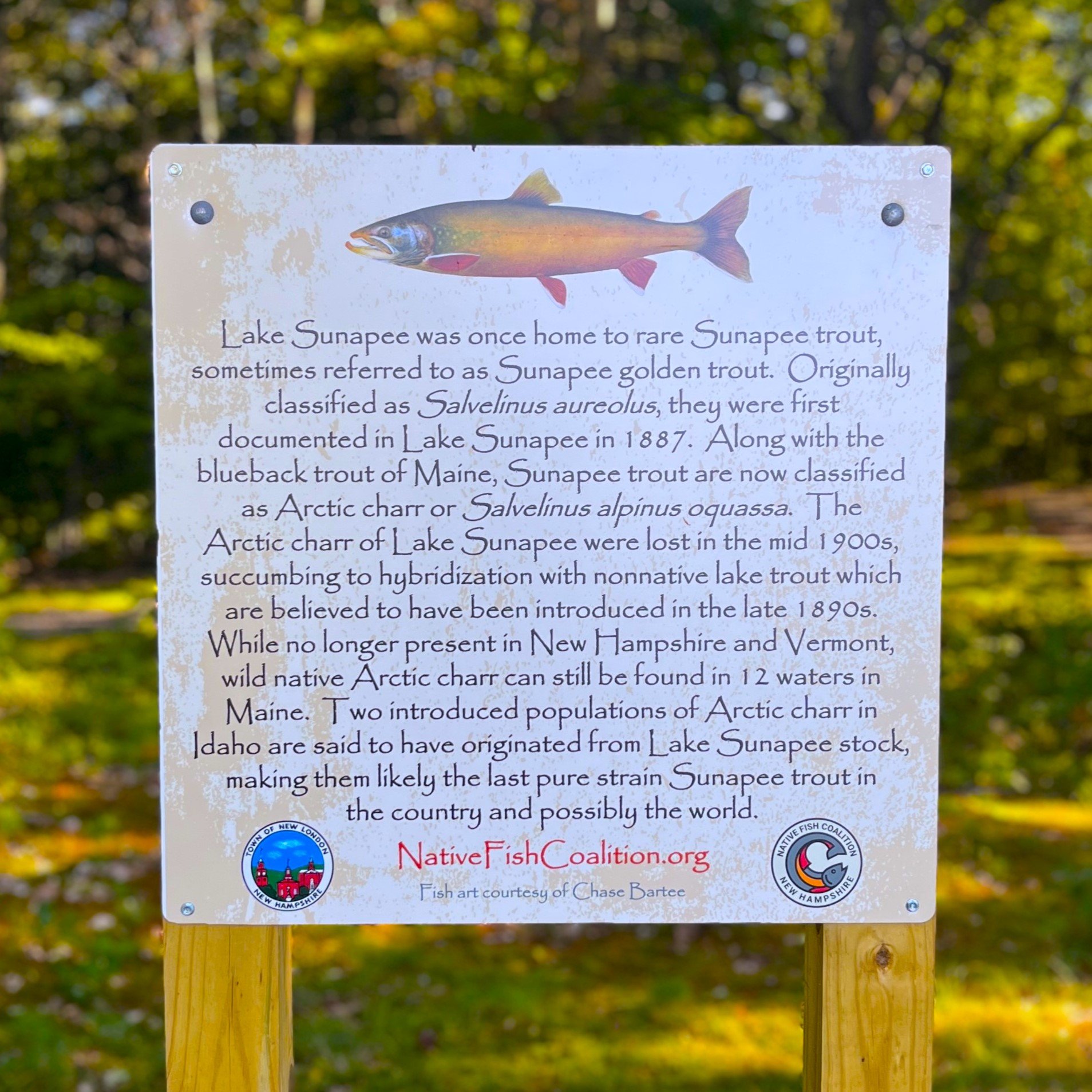 New Hampshire Sunapee Trout Signs Update...