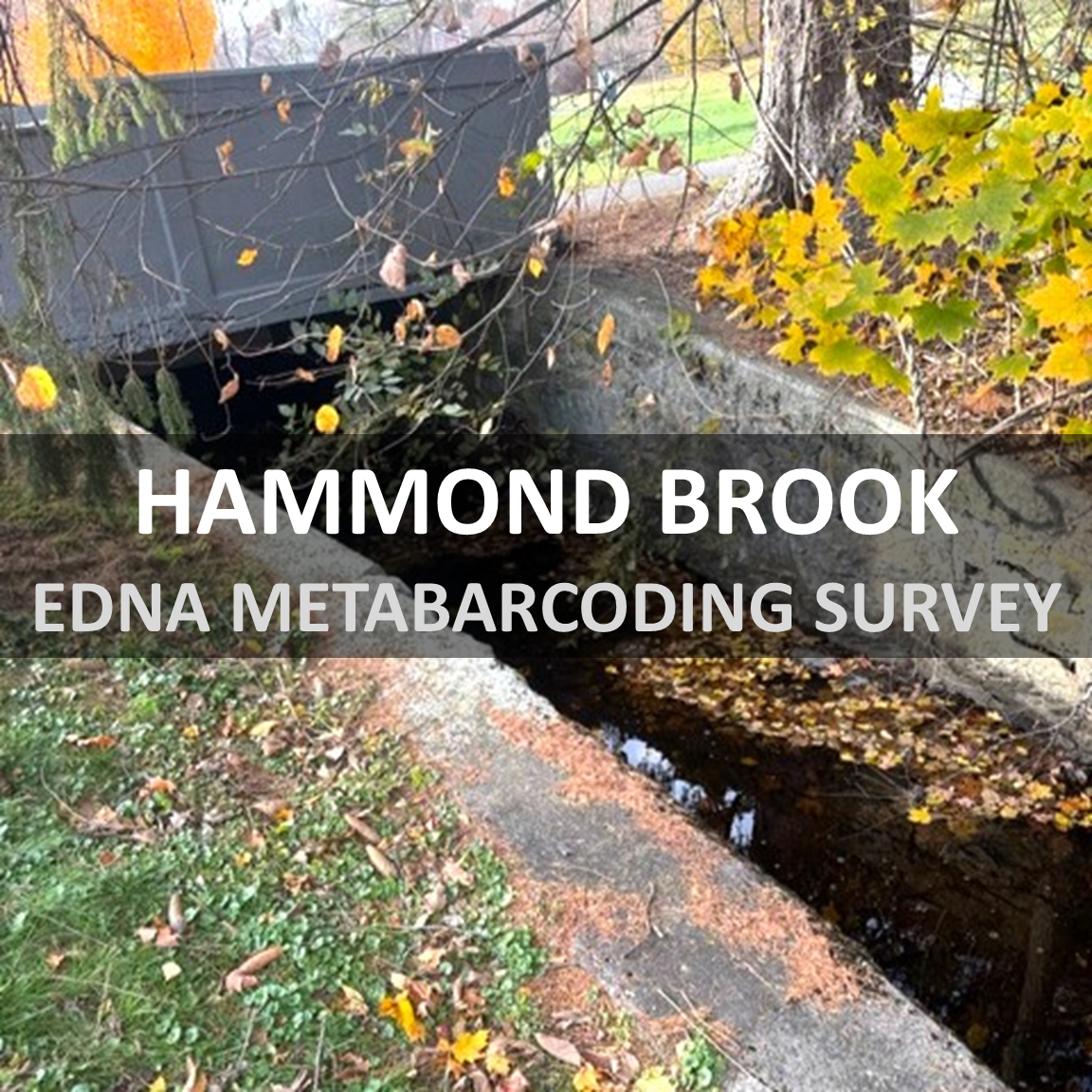 Newton, Massachusetts, eDNA Metabarcoding Stream Surveys: Hammond Brook...