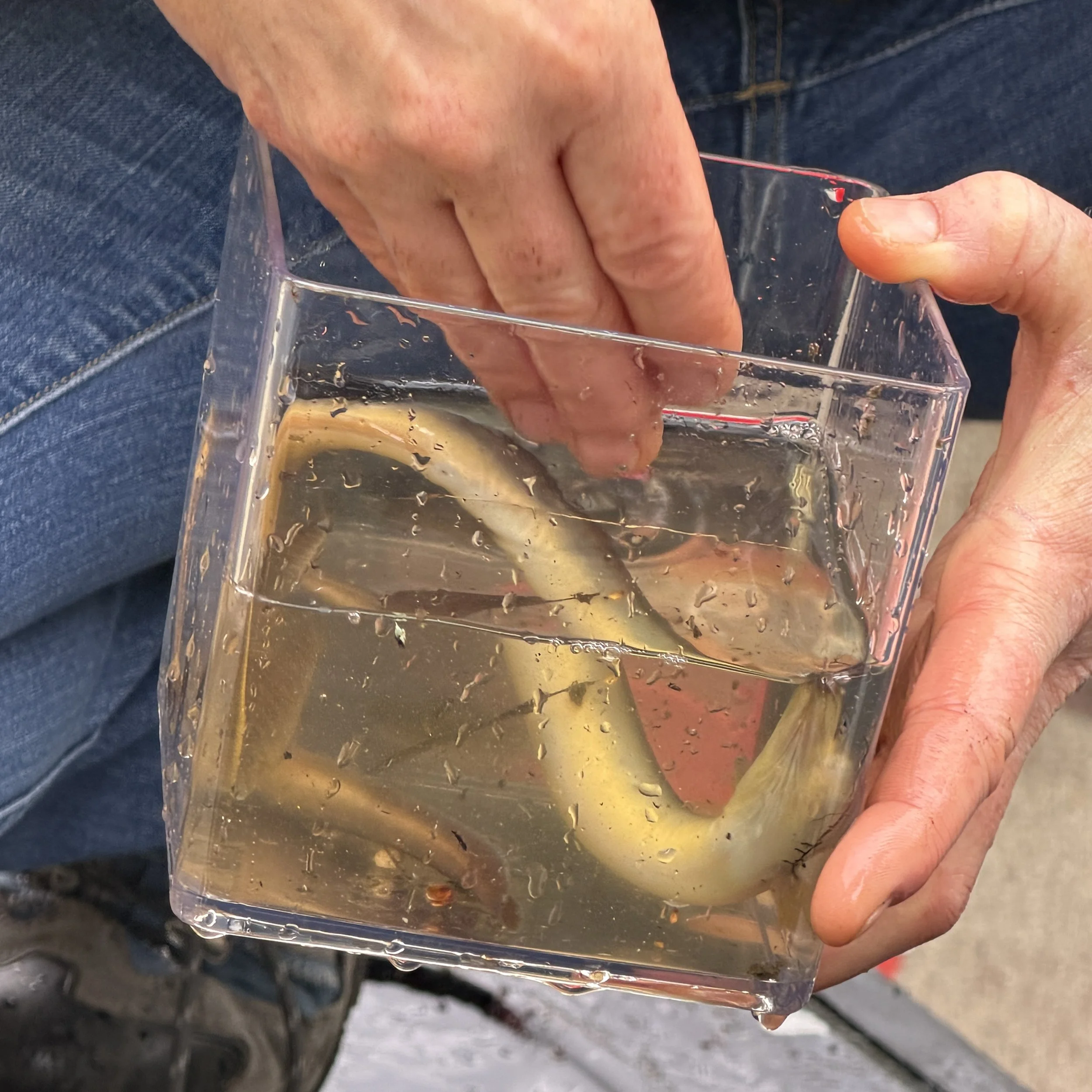 eel.k.mallory IMG_3463 2.JPG