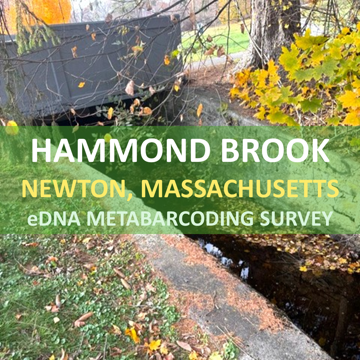 Newton, Massachusetts eDNA Metabarcoding Stream Survey: Hammond Brook...