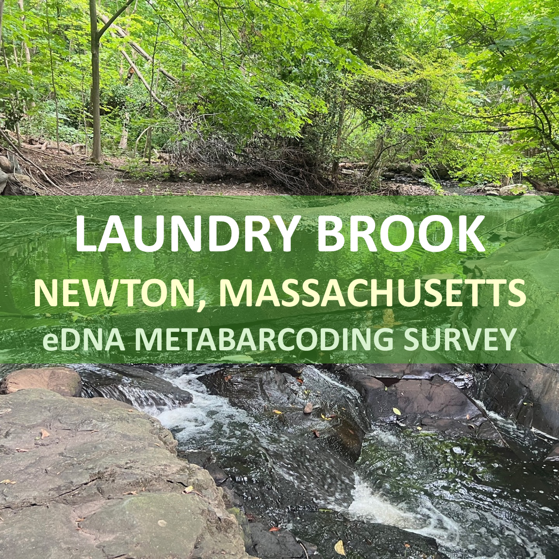 Newton, Massachusetts eDNA Metabarcoding Stream Survey: Laundry Brook...