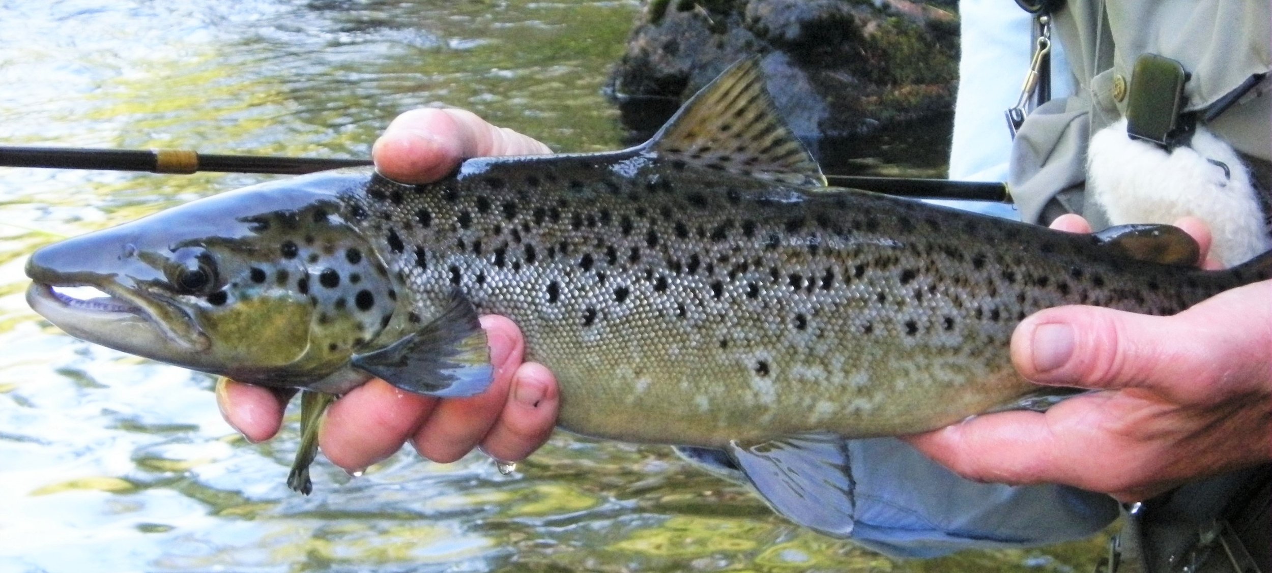 New Protections for Wild Brook Trout! - Maine Audubon