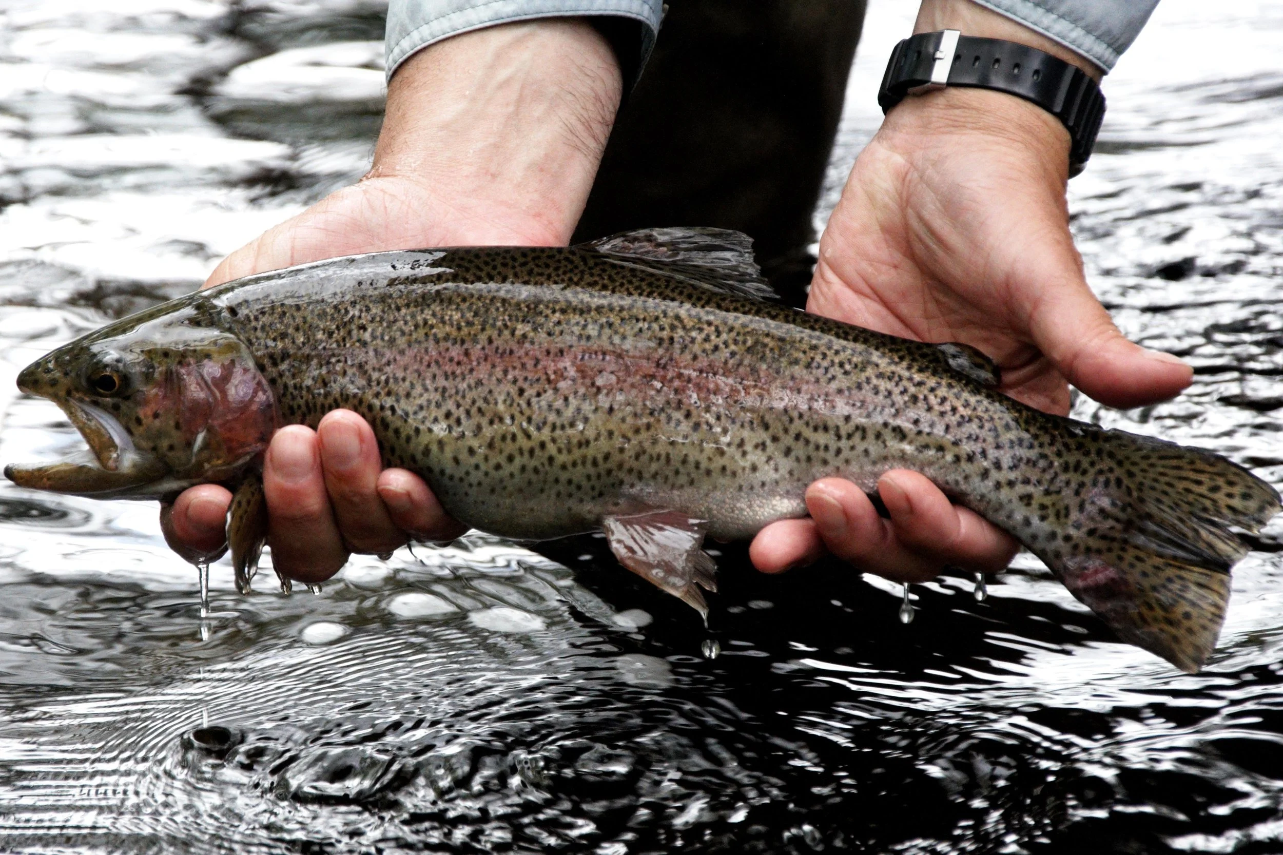 Unlimited Trout A Bad Idea — Native Fish Coalition