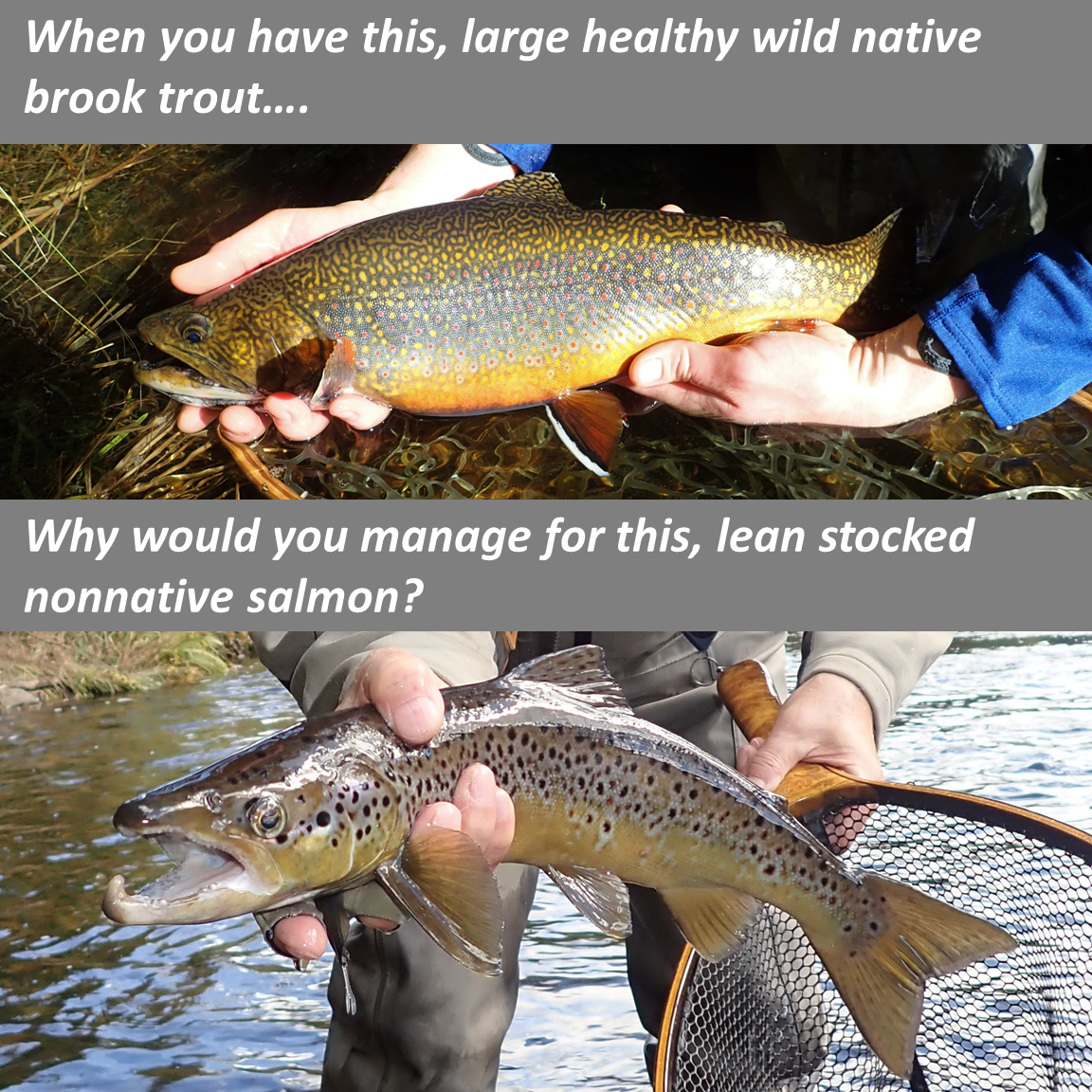Stocking Over Wild Native Fish: It's Time to Reel it In — Native