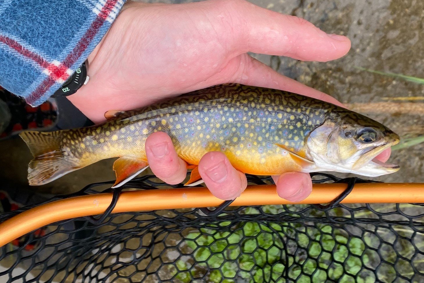 Pennsylvania NFC Board Member James Suleski Talks Brook Trout with Fly