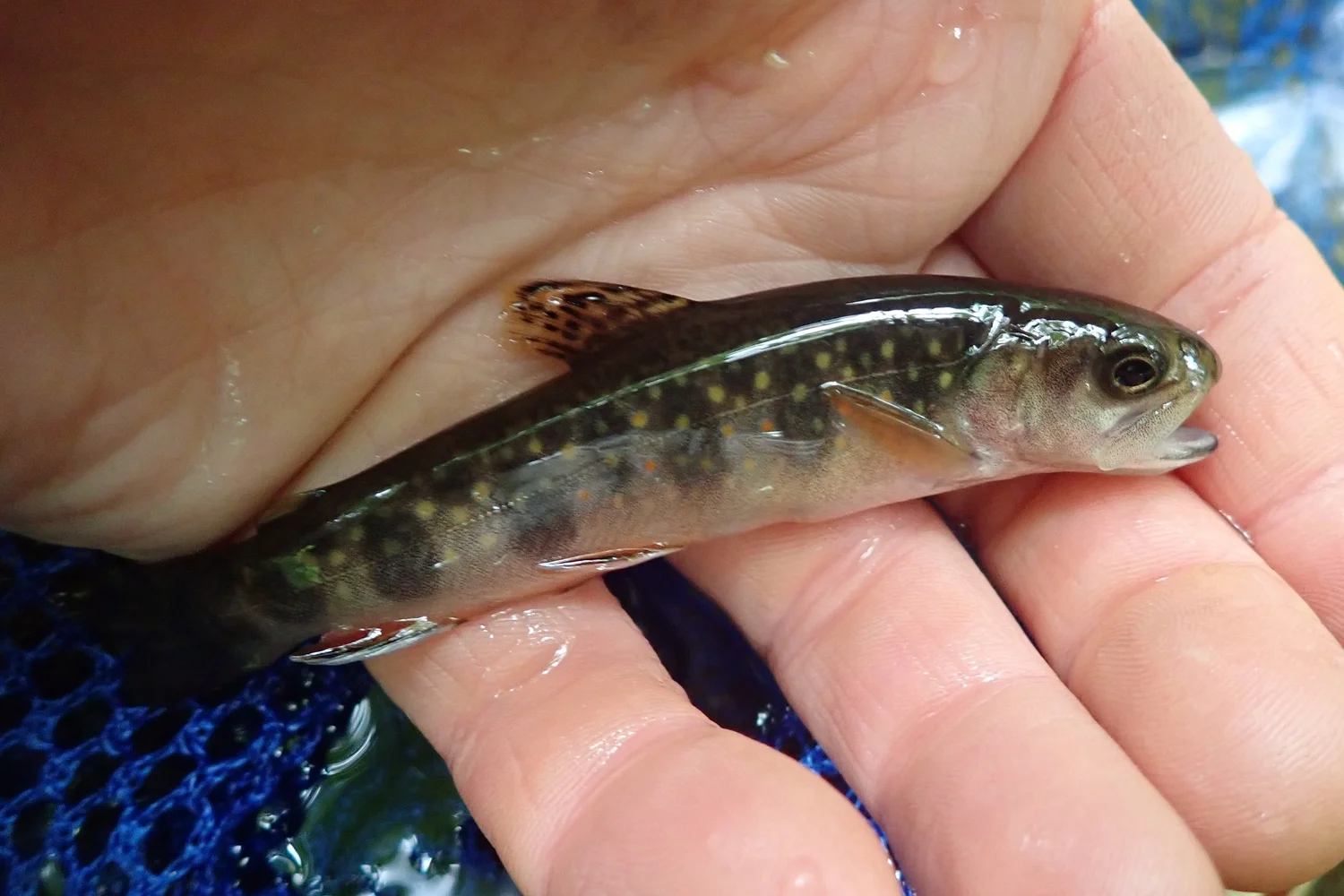 HOLISTIC STREAM ASSESSMENT/RESTORATION: UNNAMED BROOK, NEW HAMPSHIRE ...
