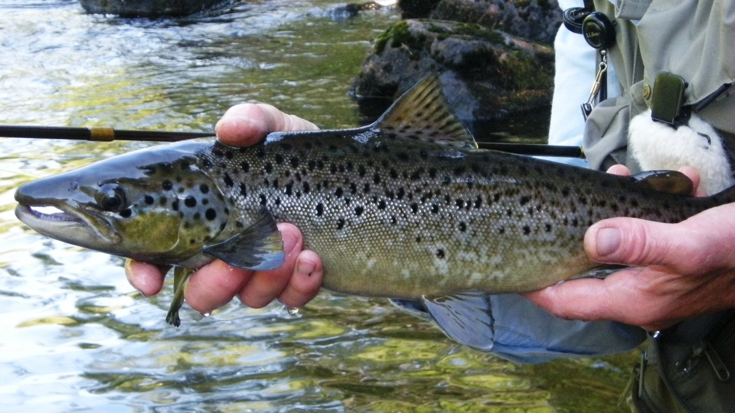 NFC Executive Director Bob Mallard talks About the Landlocked Salmon of