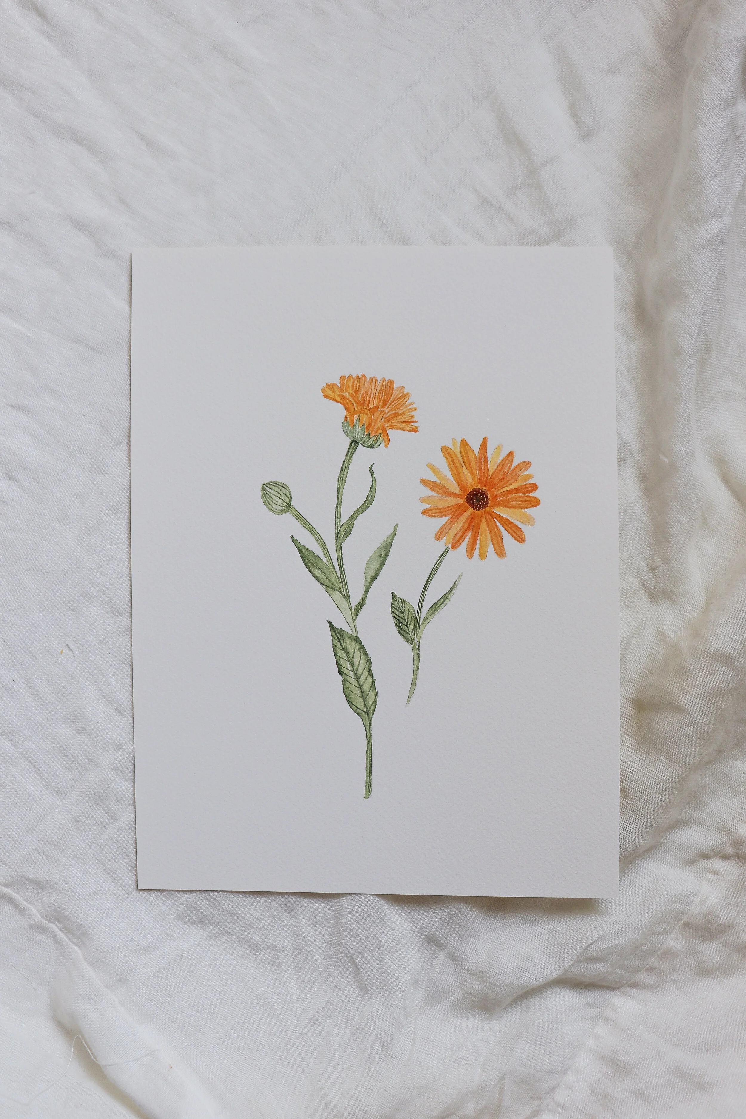 Calendula