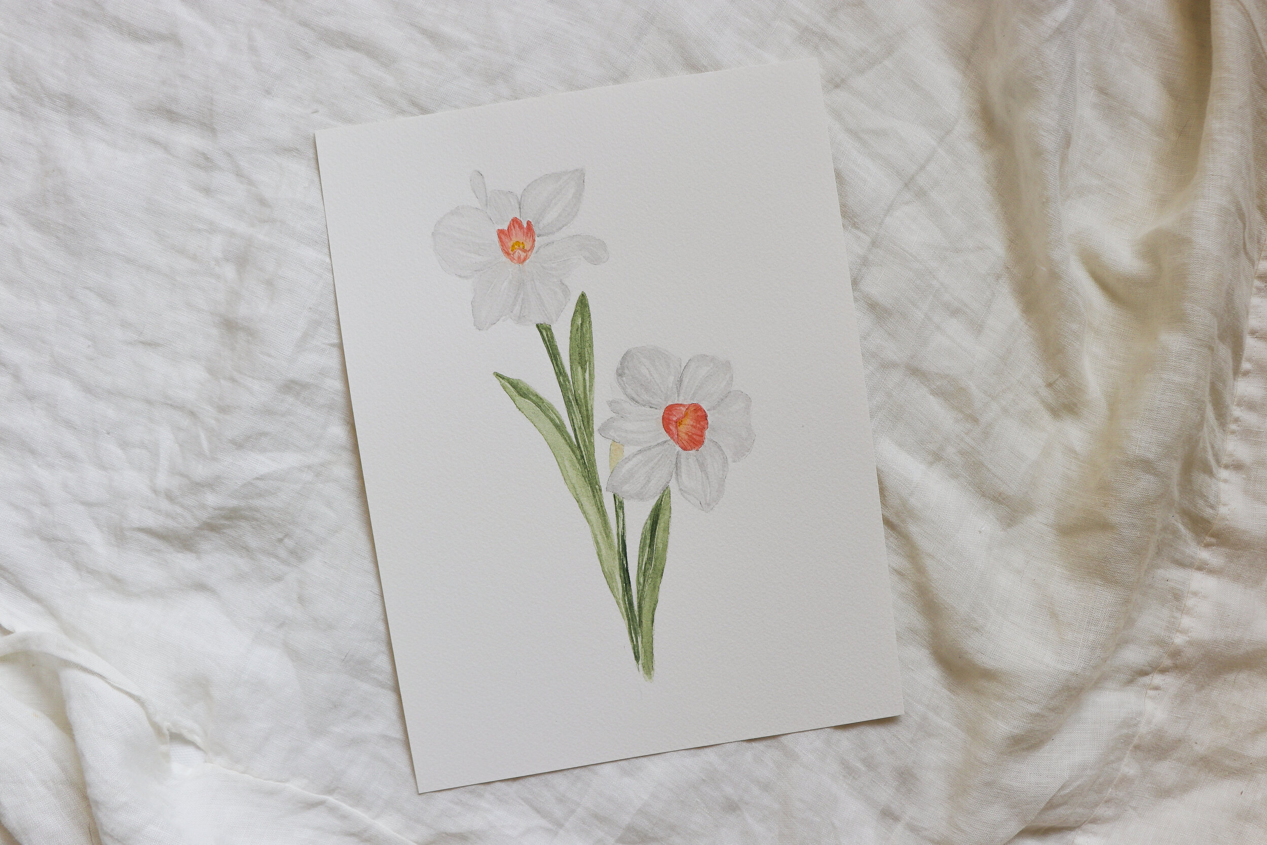 Narcissus