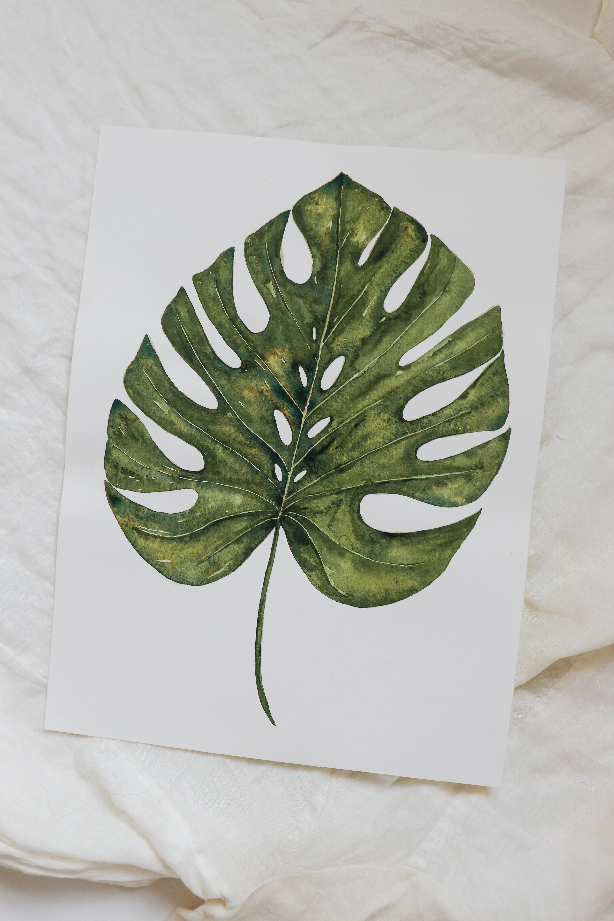 Monstera
