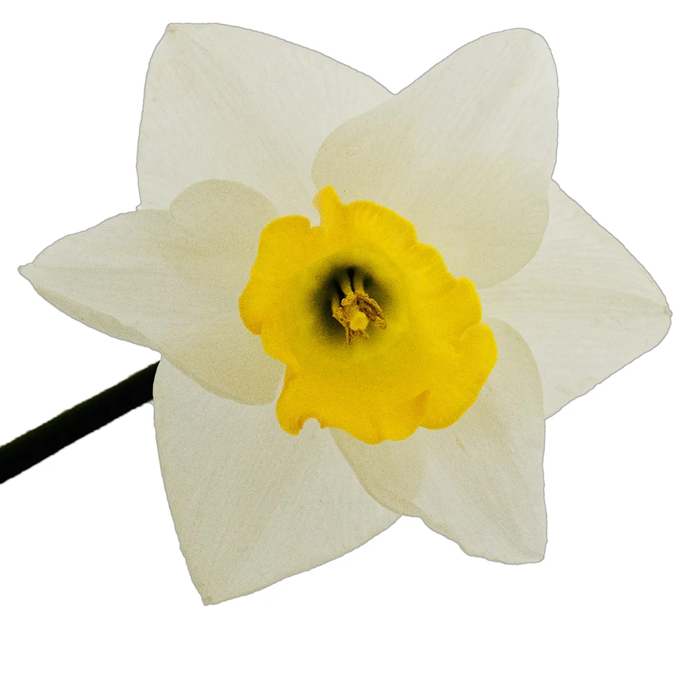 daffodil.jpg