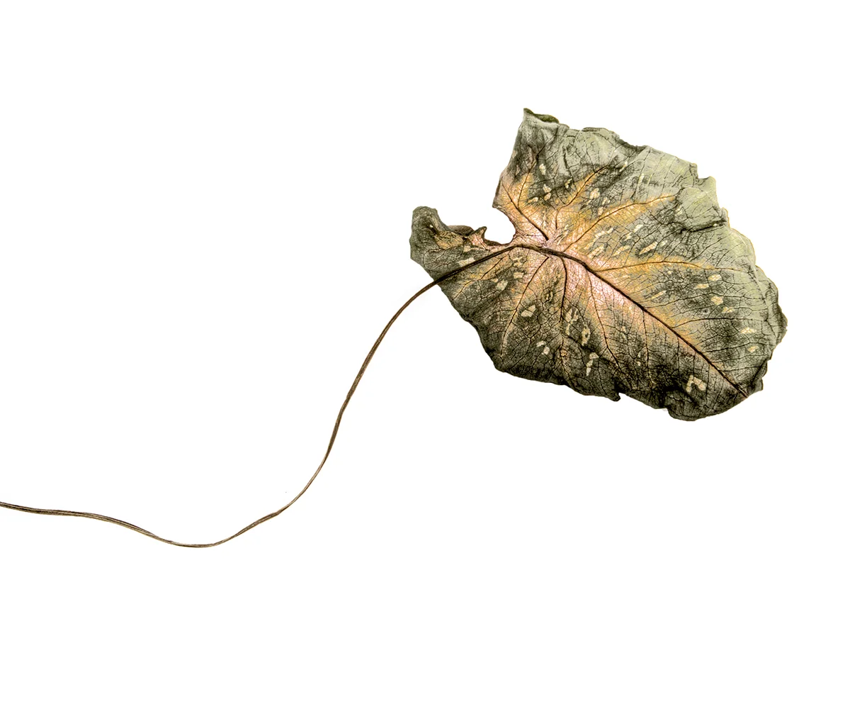 deadleaves.jpg