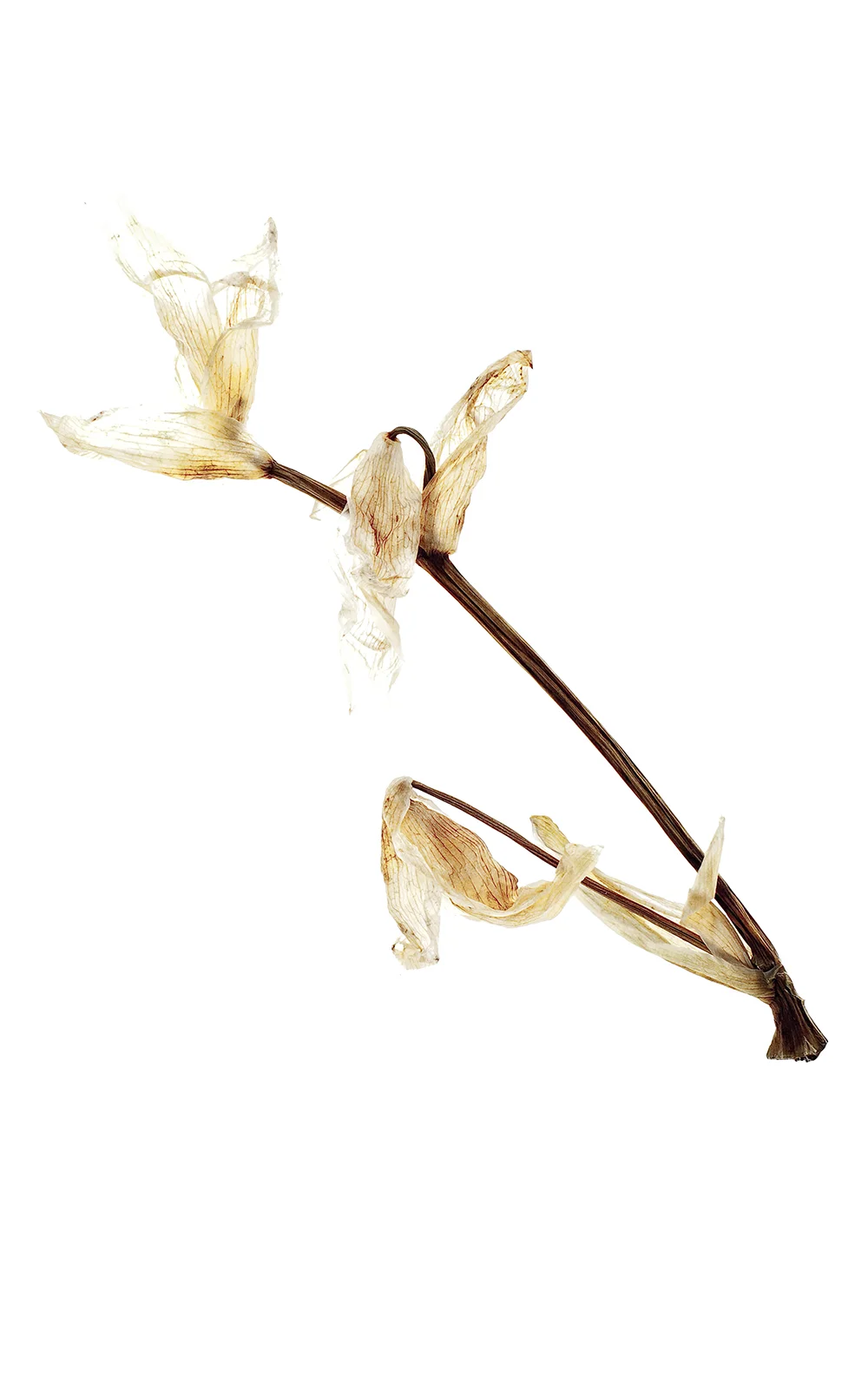 iris.jpg