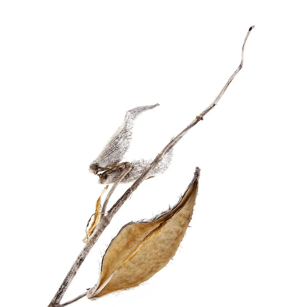 milkweed3.jpg