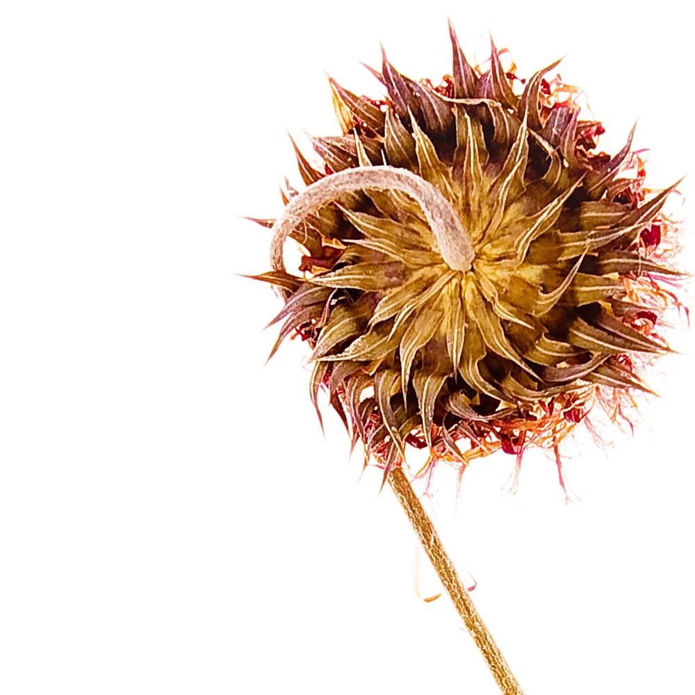 muskthistle.jpg