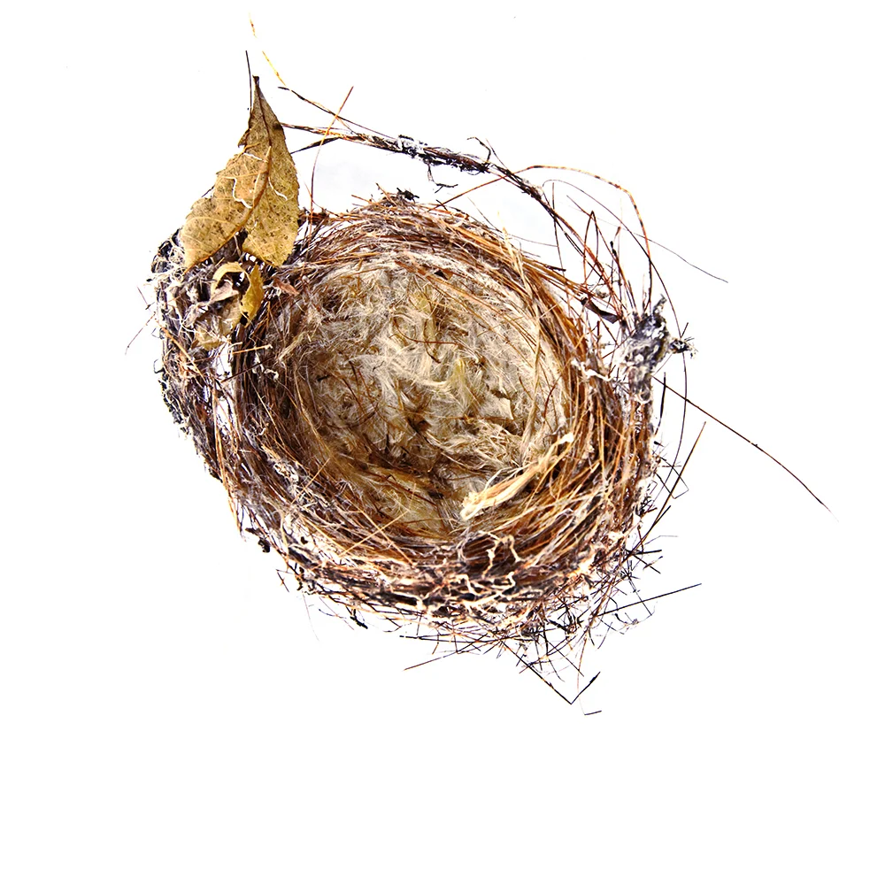 nest.jpg