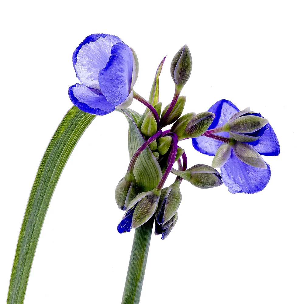 spiderwort.jpg