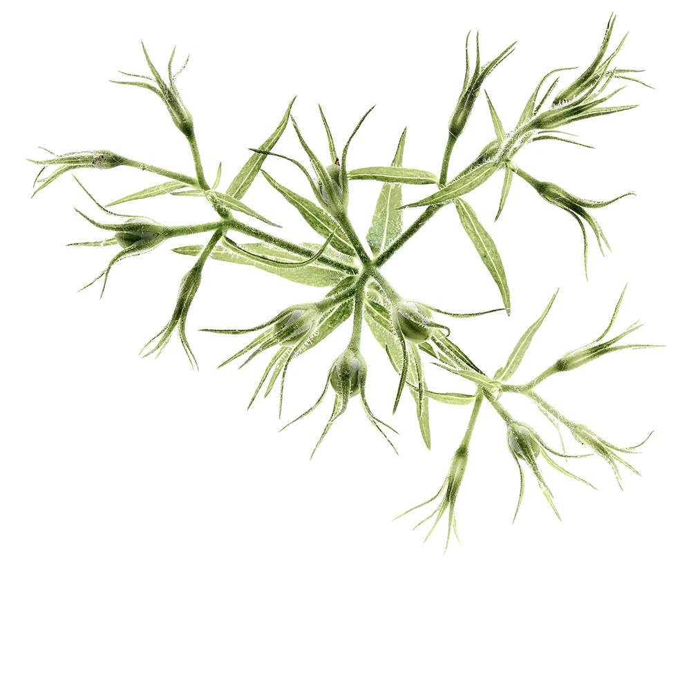 virginiawaterleaf.jpg