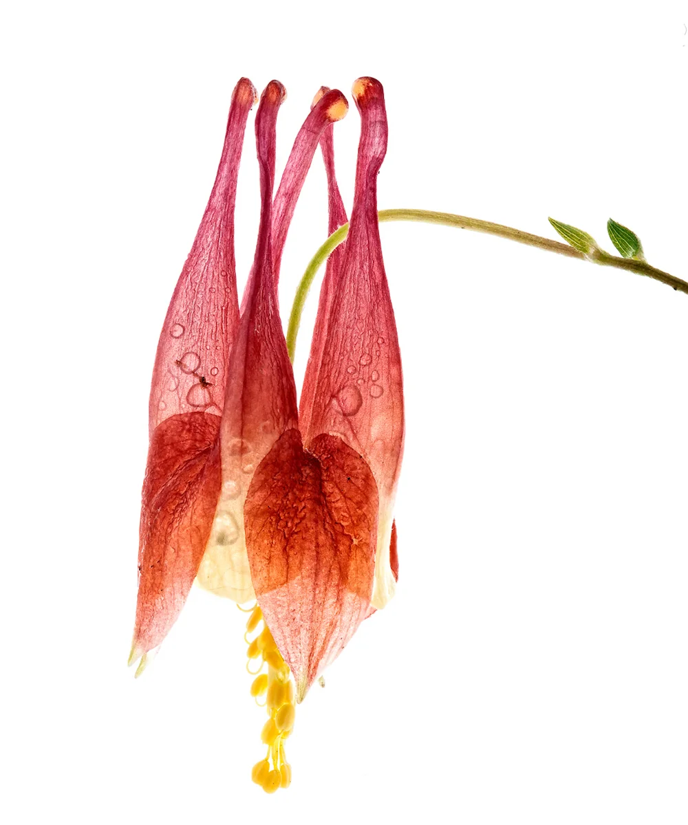 columbine.jpg