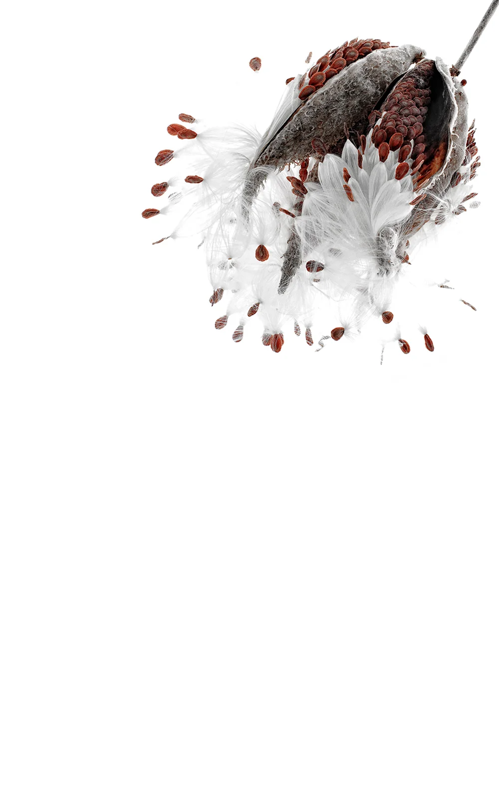 milkweed.jpg