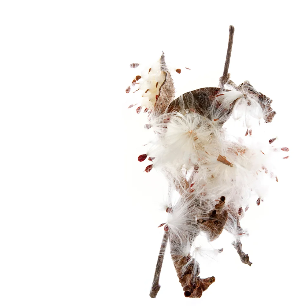 milkweed2.jpg