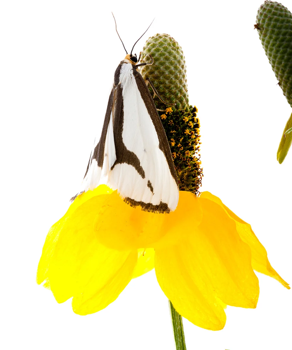 mothyellow.jpg