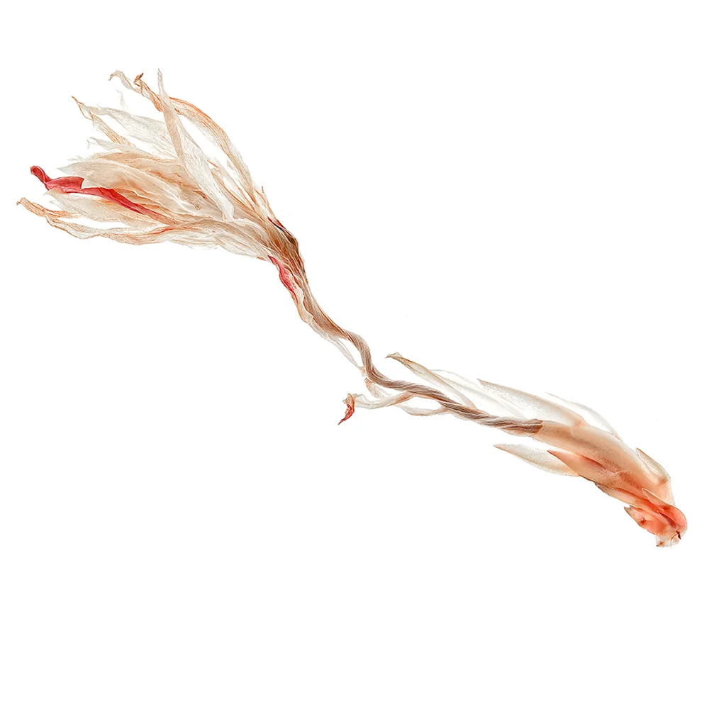 opalscactusflower.jpg