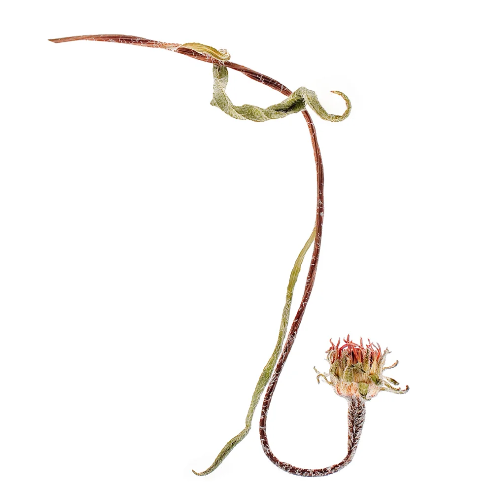 palepurpleconeflower.jpg
