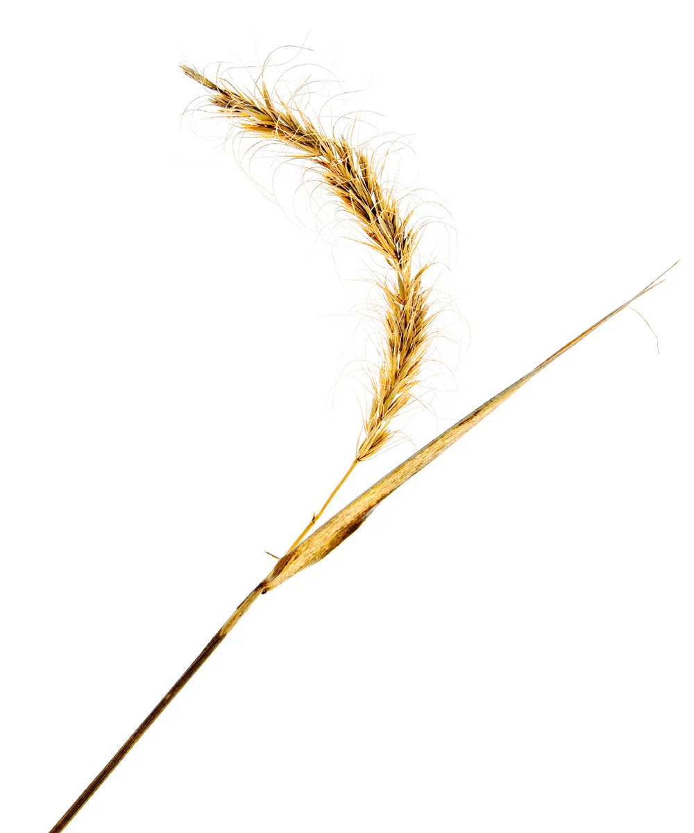 prairiewheat.jpg
