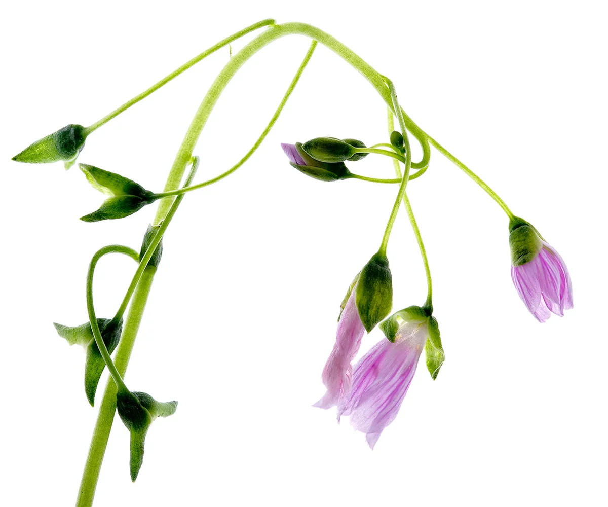 springbeauty.jpg