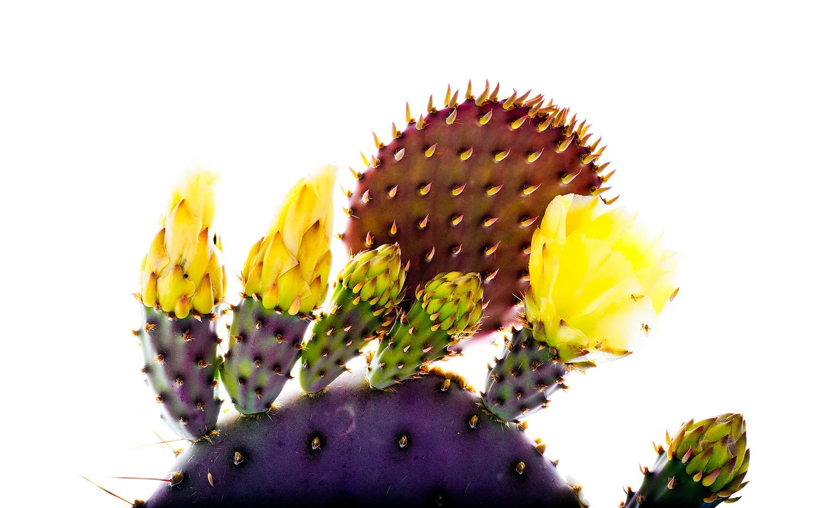 azflowercactus.jpg